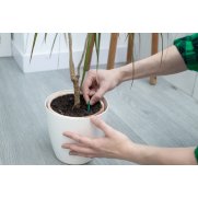 Bastoncitos fertilizantes plantas verdes