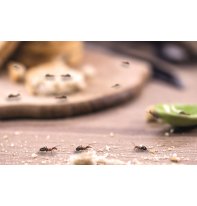 Cómo eliminar hormigas: el método por escenarios