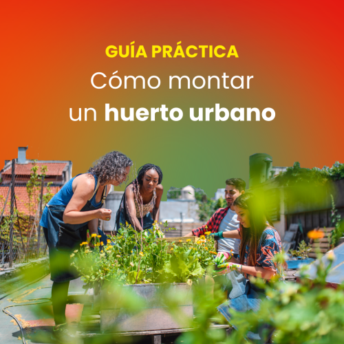 Guía práctica: ¿Cómo montar un huerto urbano?