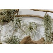 Abono foliar orquídeas y epífitas