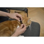 Collar para gatos
