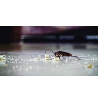 Guía completa: Cómo eliminar cucharachas