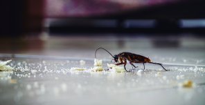 Guía completa: Cómo eliminar cucharachas