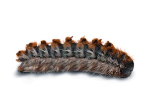 ¿Qué es la oruga procesionaria?