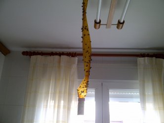 TIRA MOSCAS VENTANA