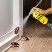 Preben laca insecticida contra cucarachas