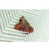 Cómo proteger tu ropa de las polillas de forma eficaz