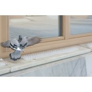 Pinchos contra palomas